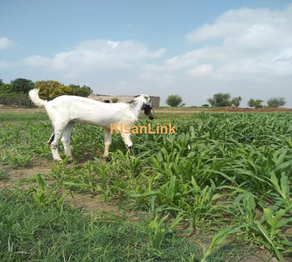Goat For Sale