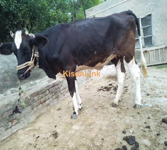 Cow For Sale