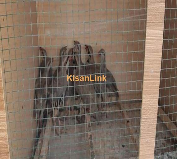 Chakor ( pheasant ) for sale