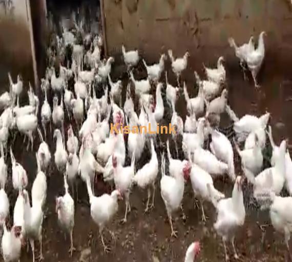 Hens For Sale