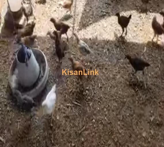Hens For Sale