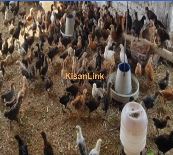 Hens For Sale