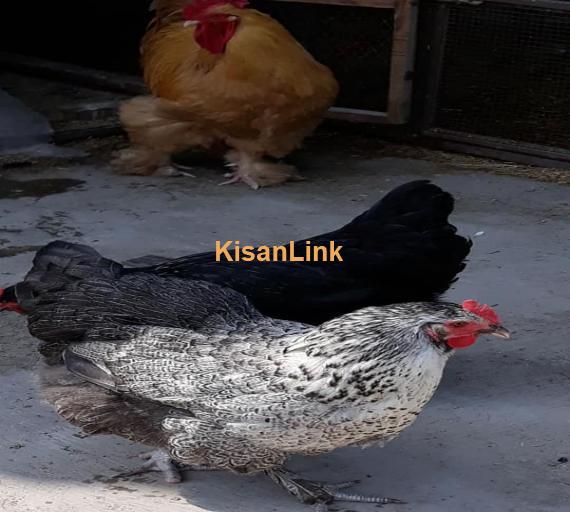 Hens For Sale