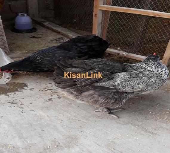 Hens For Sale