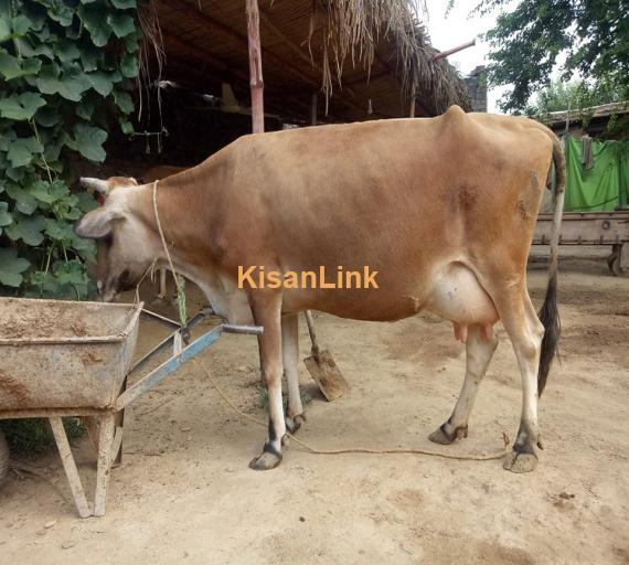 Cow For Sale