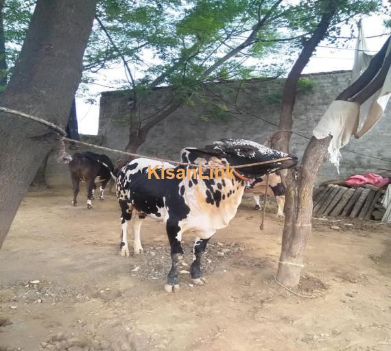 Cows For Sale