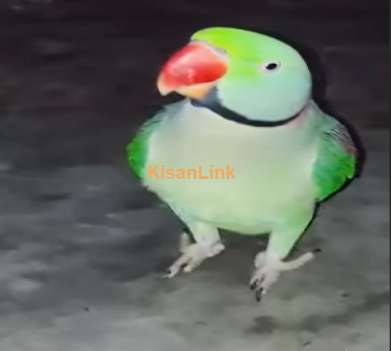 Parrot For Sale