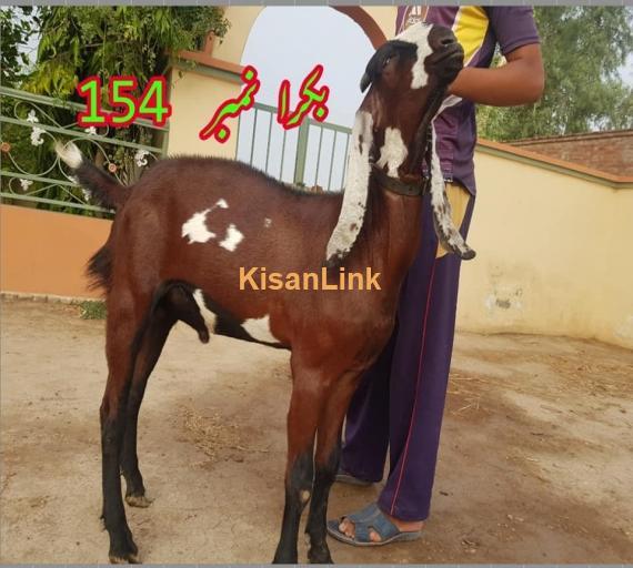 Goat For Sale
