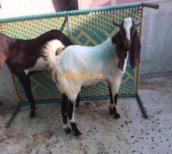 Goat For Sale