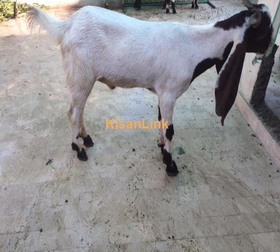 Goat For Sale