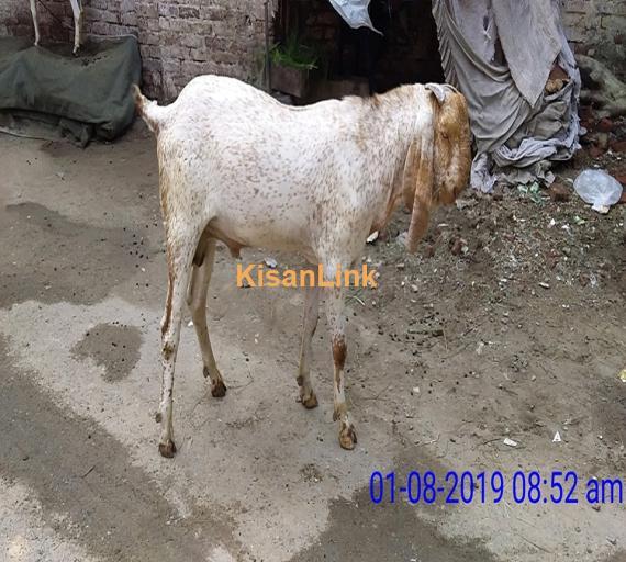 Goat For Sale