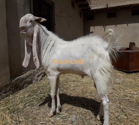 Goat For Sale