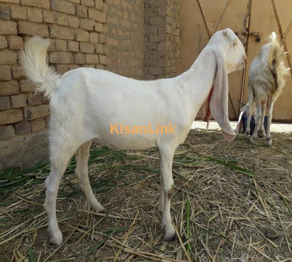 Goat For Sale