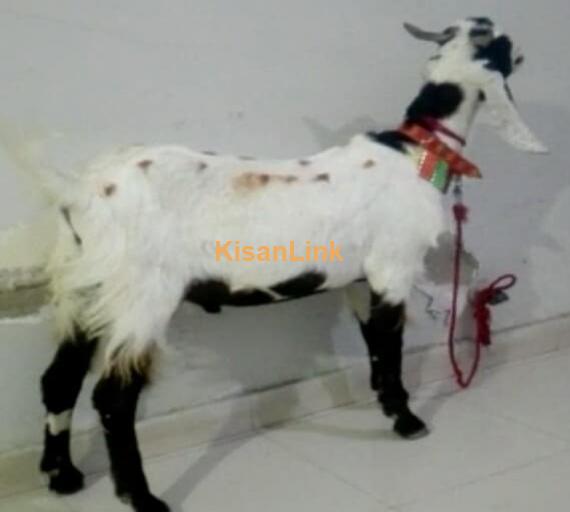 Goat For Sale
