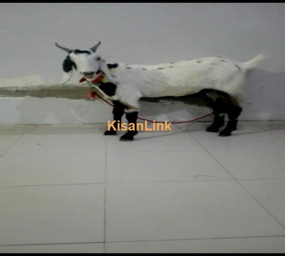 Goat For Sale