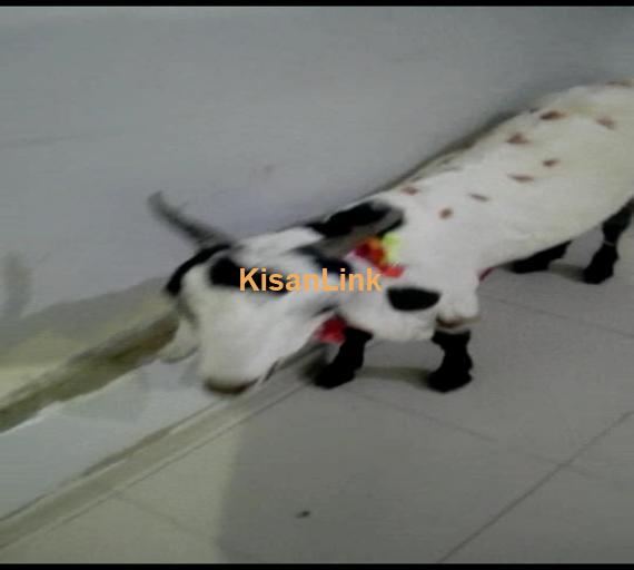 Goat For Sale