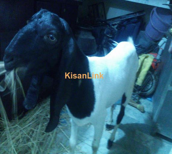 Goat For Sale