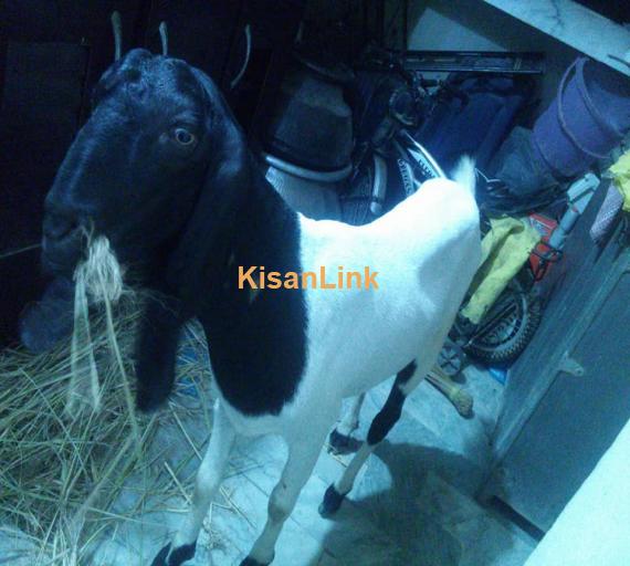 Goat For Sale