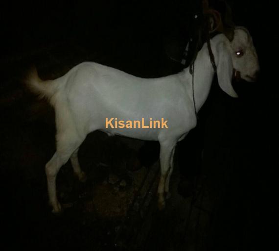 Goat For Sale