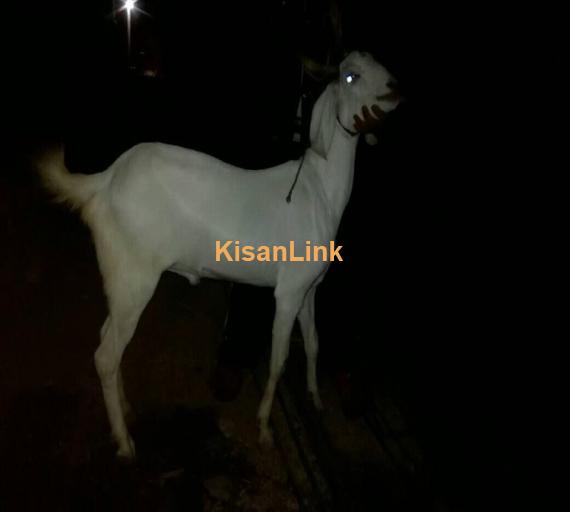 Goat For Sale