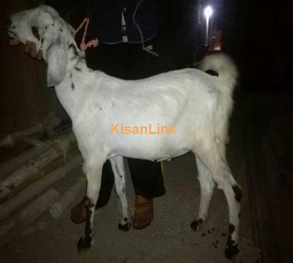Goat For Sale
