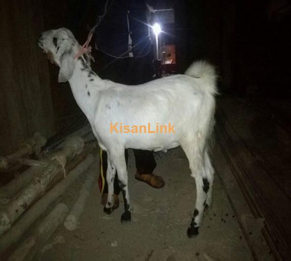 Goat For Sale