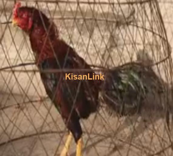 Aseel For Sale