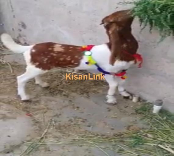 Goat For Sale