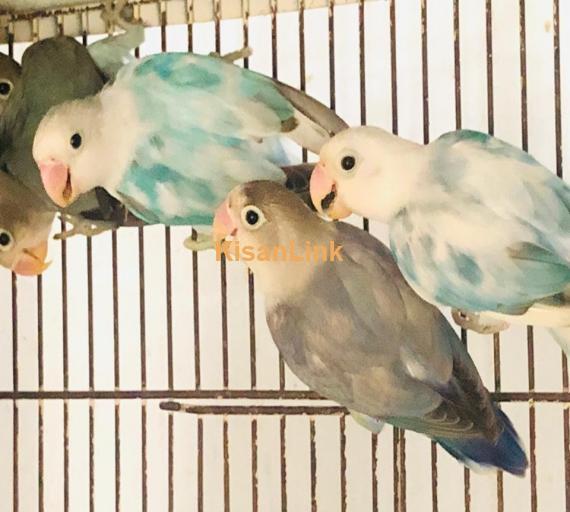 Parrot For Sale