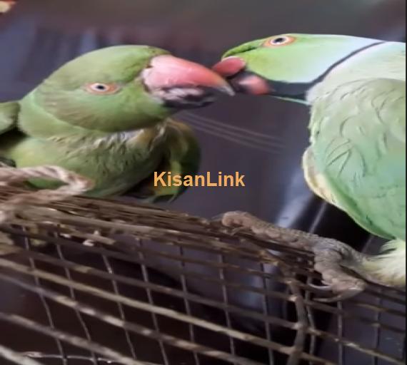 Parrots For Sale
