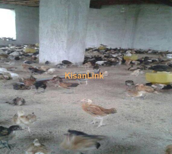 Hens For Sale