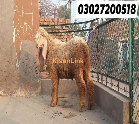 Sheep For Sale