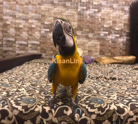 Parrots For Sale