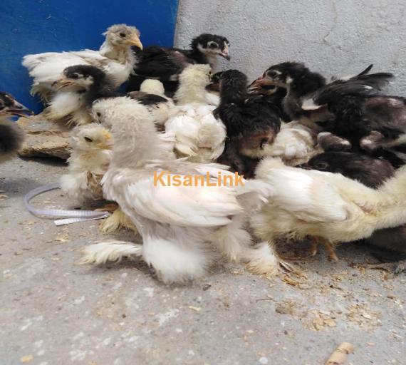 Hens For Sale