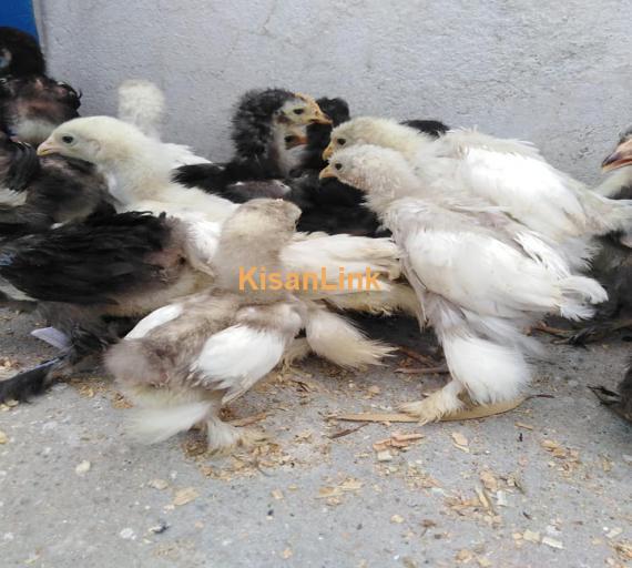 Hens For Sale