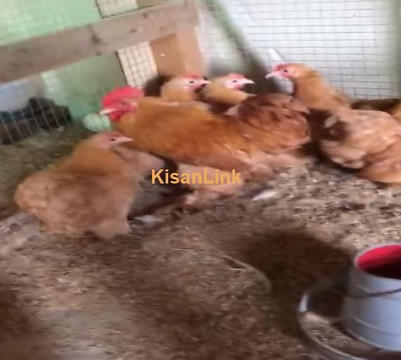 Hens For Sale