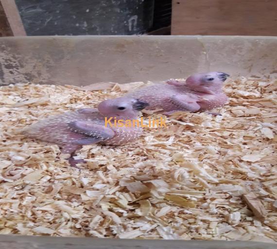 Sun Conure Chicks For Sale