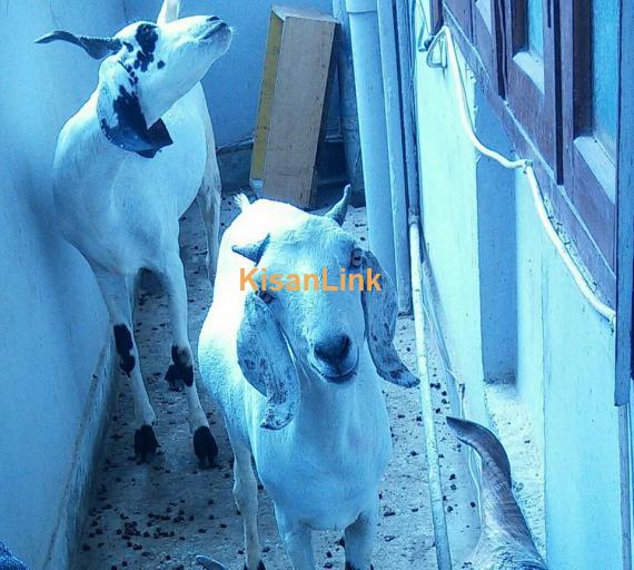 Goat For Sale
