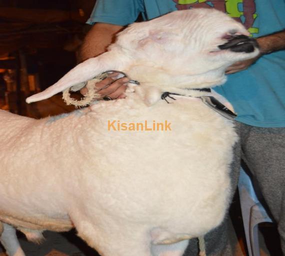 Sheep For Sale