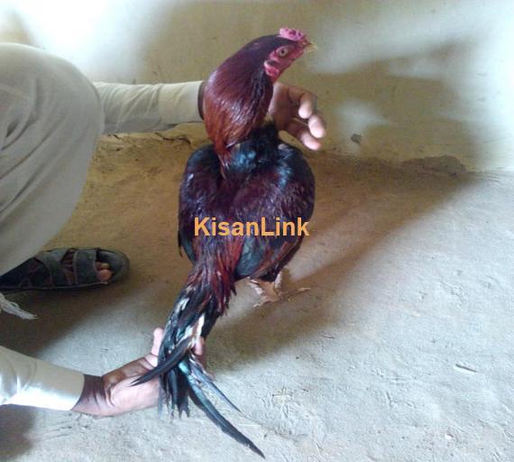 Aseel For Sale