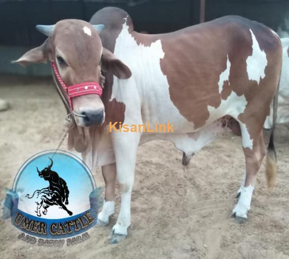 Bull For Sale