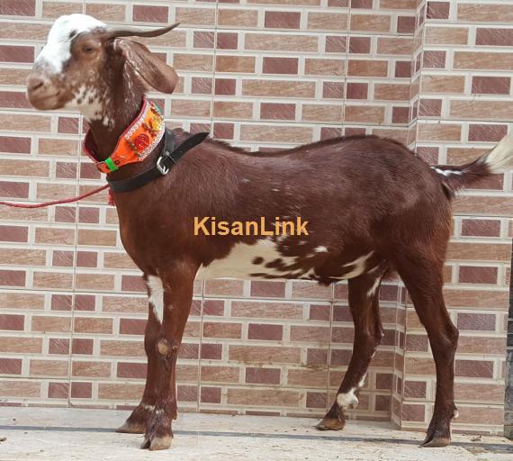 Goat For Sale