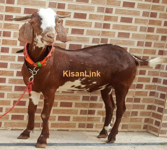 Goat For Sale