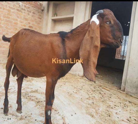Goat For Sale