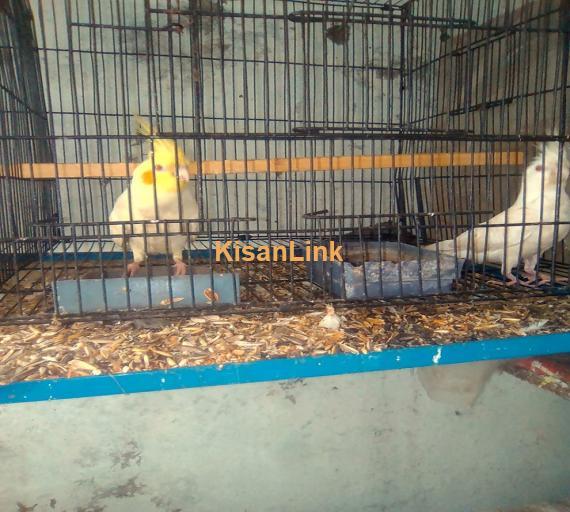Cocktail Pair For Sale