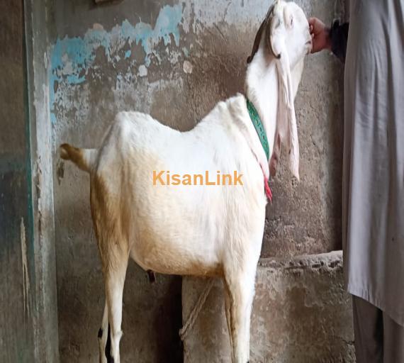 Goat For Sale