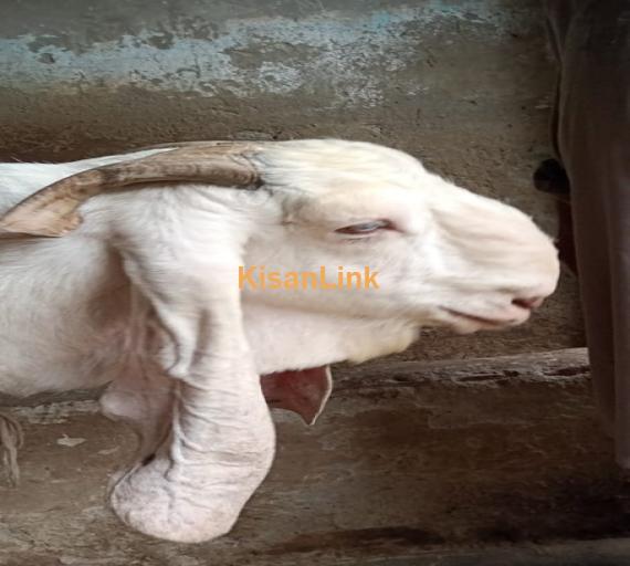 Goat For Sale