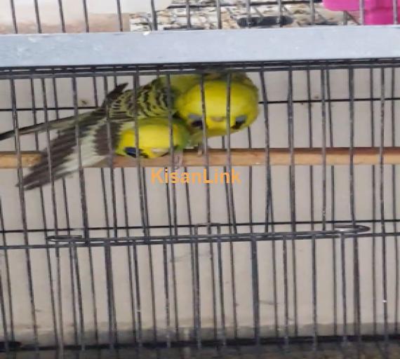 Parrots For Sale
