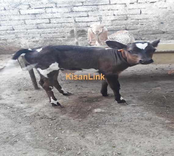 Cow For Sale