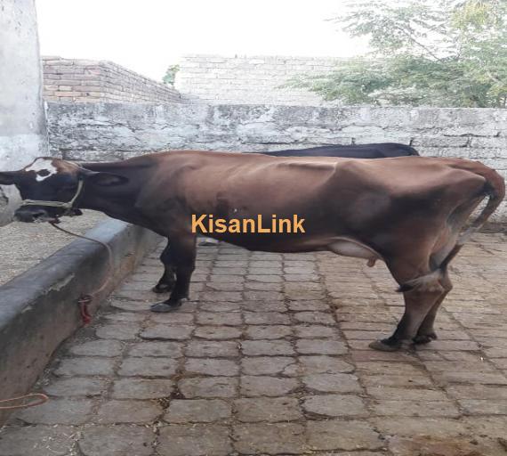 Cow For Sale